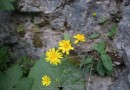 Hieracium kittaniae ©  Pandion Wild Tours